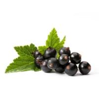 Blackcurrant My Flavor